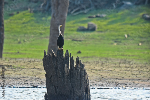A single bird waiting to hunt