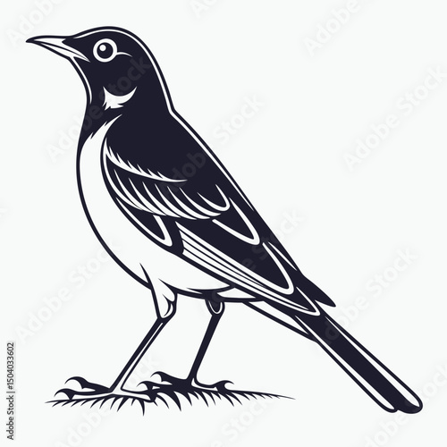 Elegant Monochrome Illustration of a Magpie Lark Bird Standing on Grass
