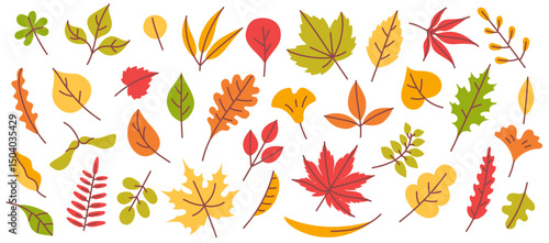 Autumn leaves. Fall season leaf, yellow, orange and red, green tree foliage, hand drawn forest leafage, plant elements. Maple, oak and birch, willow leaves. Vector set.