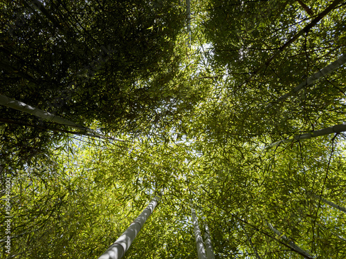 Bamboo forest: tall stems and natural light in a dense, green environment