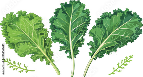 Fresh green kale illustration on a clean white background for healthy food designs