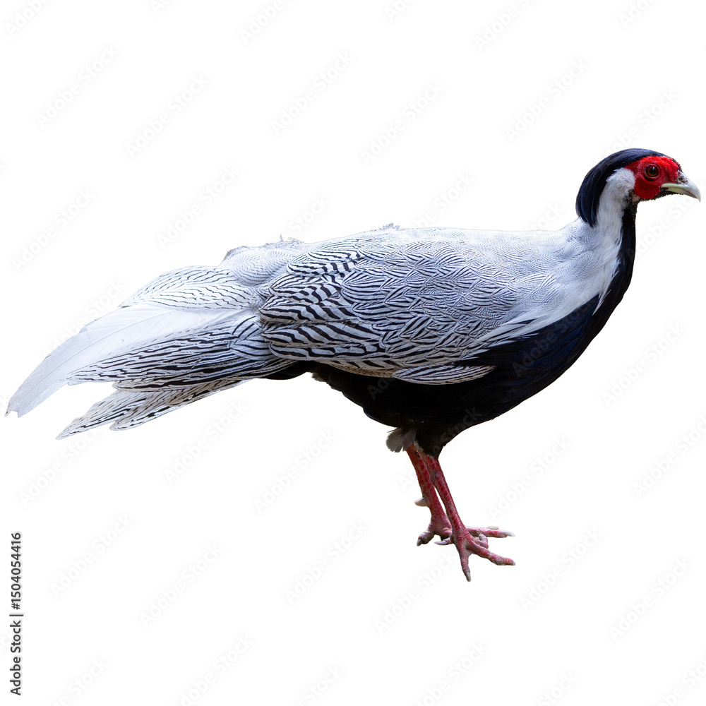Naklejka premium Close-up of a Silver Pheasant, a wild bird with striking feathers and a sharp beak, with eyes intently observing nature.
