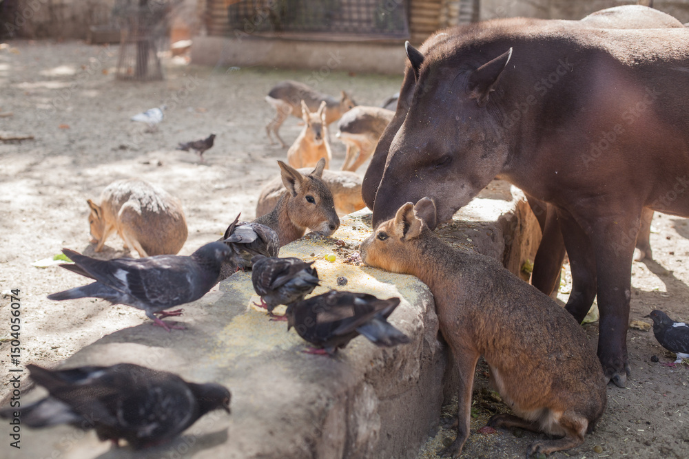 An intimate outdoor scene showing several large South American Tapirs and numerous Patagonian Maras coexisting and feeding together from a trough. An intimate outdoor scene showing several large South American Tapirs and numerous Patagonian Maras coexisting and feeding together from a trough.
