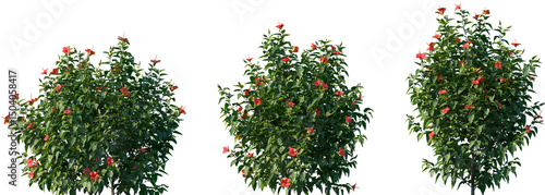Set of Hibiscus rosa sinensis (Chinese hibiscus, China rose, Hawaiian hibiscus, rose mallow) blossoming frontal street shrubs isolated png on a transparent background perfectly cutout	