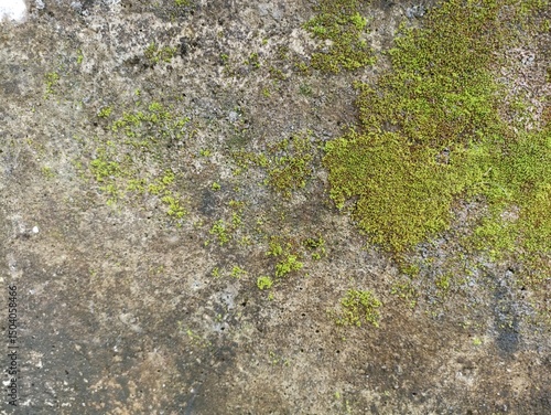 Green Moss on Aged Concrete. Vibrant green moss patches on a weathered concrete surface, creating an organic and textured background