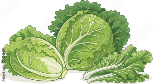 Fresh green lettuce illustration on a clean white background for design projects