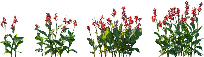 Set of Canna indica (Indian shot, African arrowroot, edible canna, purple arrowroot, Sierra Leone arrowroot) flowering frontal isolated png on a transparent background perfectly cutout high resolution