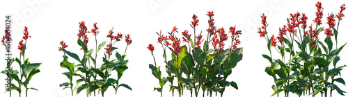 Set of Canna indica (Indian shot, African arrowroot, edible canna, purple arrowroot, Sierra Leone arrowroot) flowering frontal isolated png on a transparent background perfectly cutout high resolution