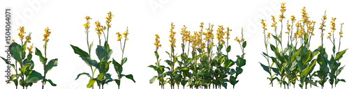 Photos Set of Canna indica (Indian shot, African arrowroot, edible canna, purple arrowr
