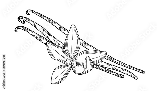 Vanilla Flower with Sticks set. Outline drawing of spice. Vector hand drawn illustration of orchid Flower and pods. Sketch in line art style painted by black inks.