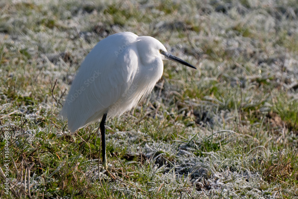 Fototapeta premium Aigrette garzette, Egretta garzetta, Little Egret,