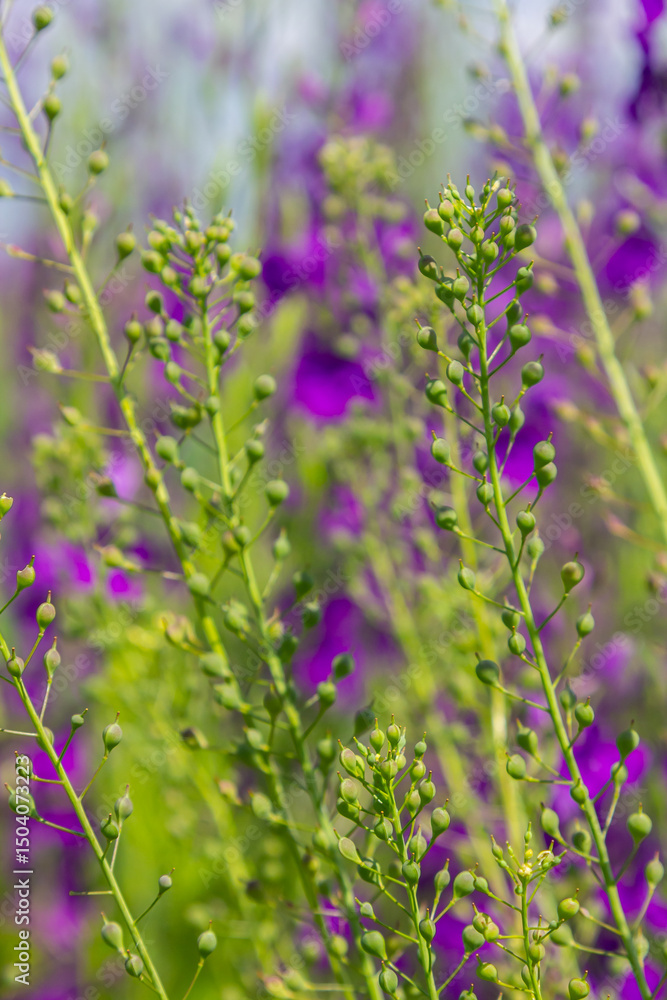 Obraz premium Camelina microcarpa, Brassicaceae. Wild plant shot in spring