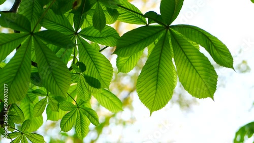 Chestnut tree in early spring. Young fresh leaves on chestnut tree against blue sky.