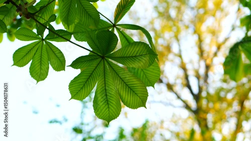 Chestnut tree in early spring. Young fresh leaves on chestnut tree against blue sky.