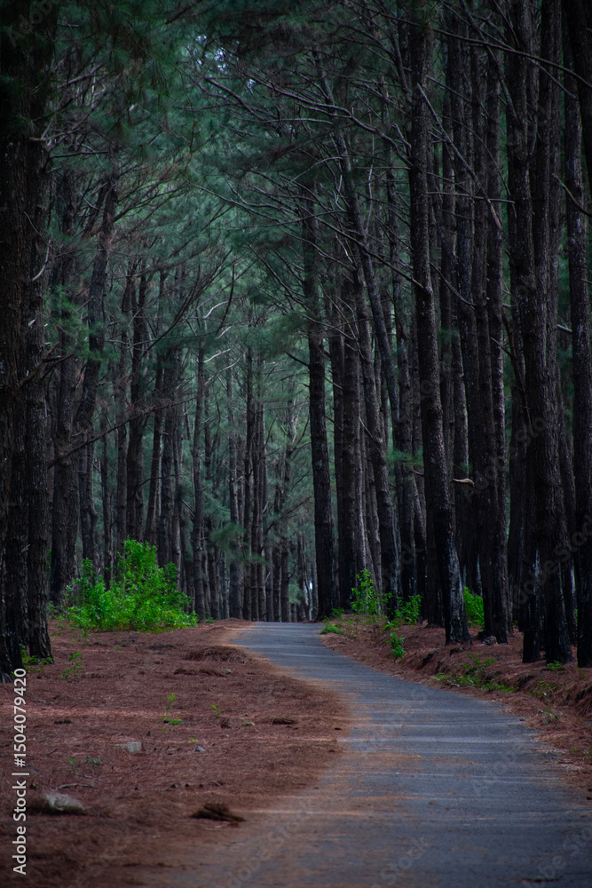 Obraz premium Scenic Forest Path Through Tall Pine Trees – Peaceful Nature Landscape Background - World Environment Day