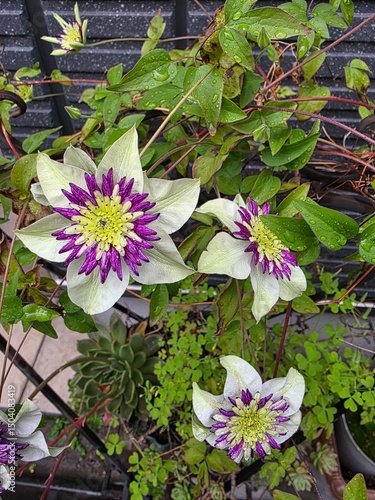 pink and yellow flowers