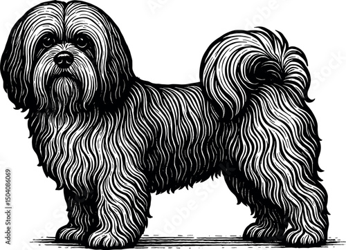 Lhasa Apso vector black silhouette print design