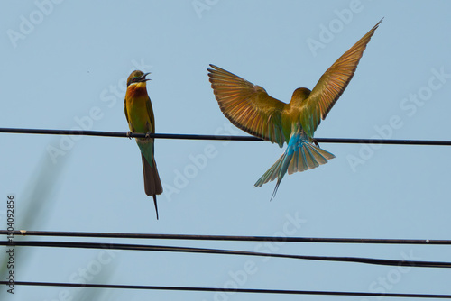 Blue-Tailed Bee-Eater in Flight Against Sky