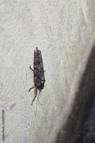 Nycteola revayana. Its common names oak nycteoline, Nolidae and Noctuoidea. It is a moth of the family Nolidae. It is found  Europe Japan and India.