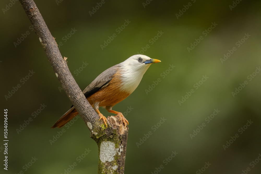 Fototapeta premium Malabar starling perched on a branch