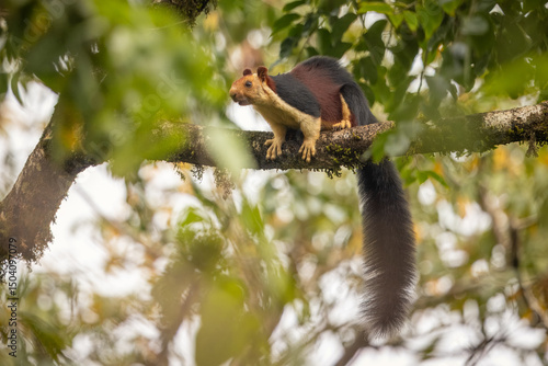 Malabar giant squirrel perched in a tree