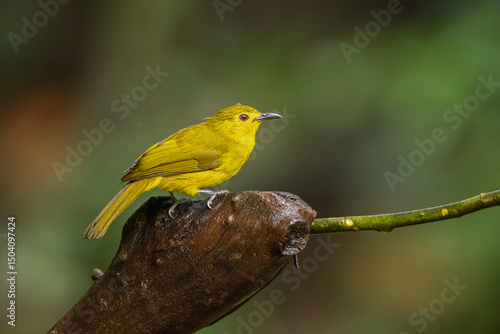Photography Yellow-browed bulbul perched on a tree stump