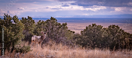 Photography Deer grazing in the mountains