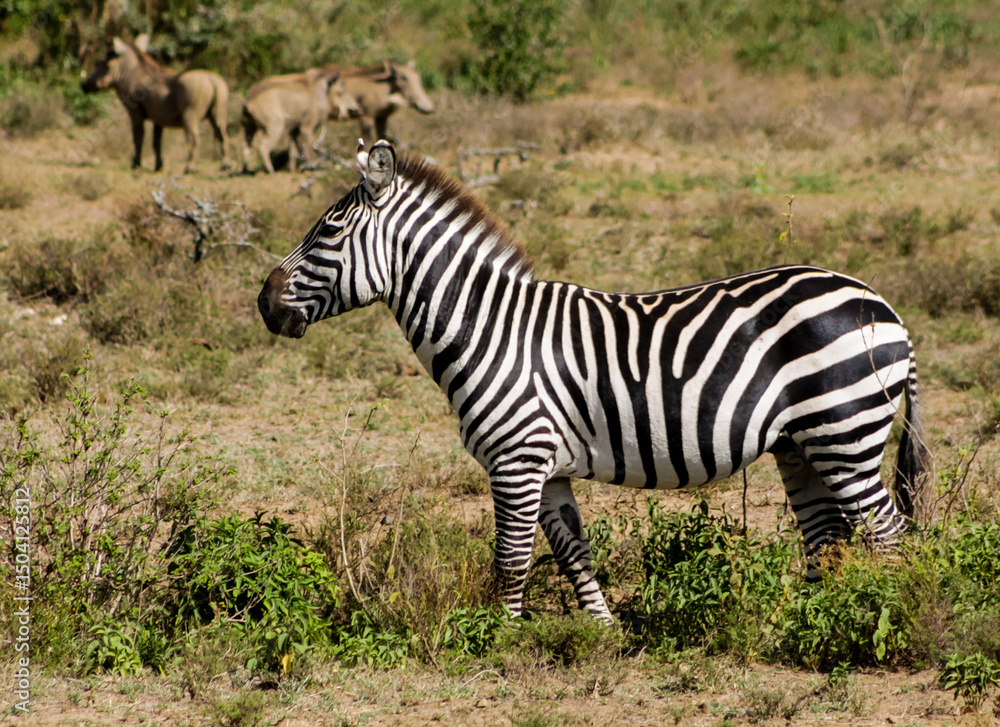 Fototapeta premium Zebras in African savana on dry grass at safari game wild nature in Masai Mara, Amboseli, Samburu, Serengeti Tsavo national parks of Kenya and Tanzania. Zebra mammal animal wildlife in Africa savannah