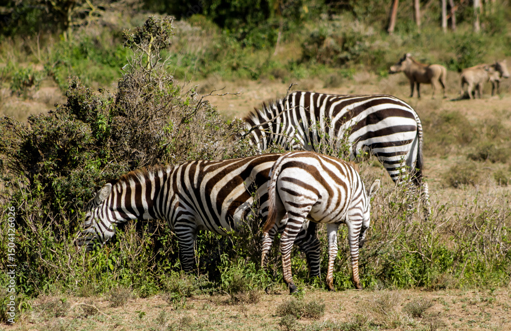 Fototapeta premium Zebras in African savana on dry grass at safari game wild nature in Masai Mara, Amboseli, Samburu, Serengeti Tsavo national parks of Kenya and Tanzania. Zebra mammal animal wildlife in Africa savannah