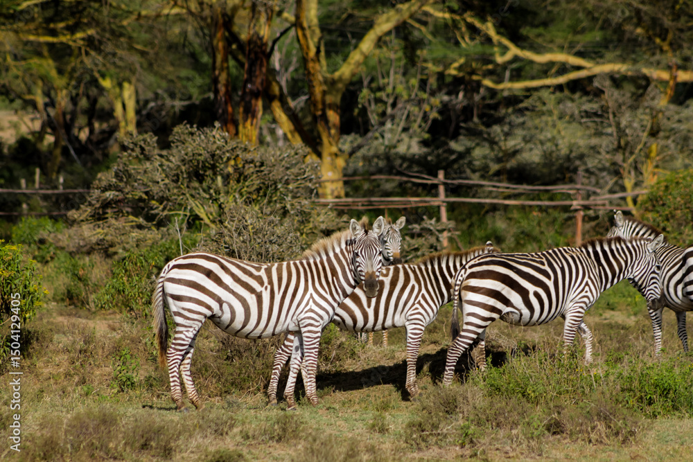 Fototapeta premium Zebras in African savana on dry grass at safari game wild nature in Masai Mara, Amboseli, Samburu, Serengeti Tsavo national parks of Kenya and Tanzania. Zebra mammal animal wildlife in Africa savannah