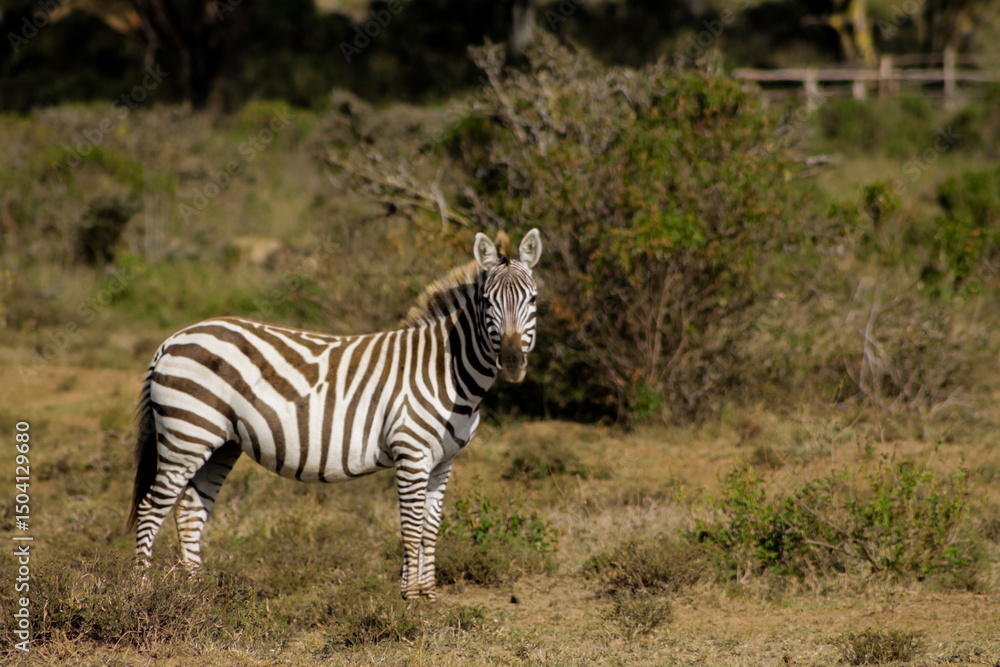 Fototapeta premium Zebras in African savana on dry grass at safari game wild nature in Masai Mara, Amboseli, Samburu, Serengeti Tsavo national parks of Kenya and Tanzania. Zebra mammal animal wildlife in Africa savannah