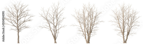 Foto Leafless dried trees standing collections isolate transparent backgrounds 3d ren
