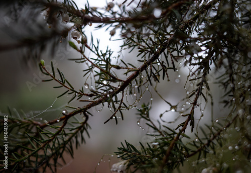 branches of a tree in a fog with a dew