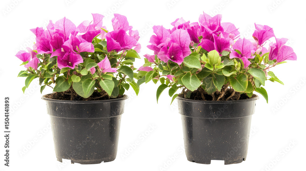 Two Potted Bougainvillea Shrubs with Pink Flowers Isolated on Transparent Background Two Potted Bougainvillea Shrubs with Pink Flowers Isolated on Transparent Background