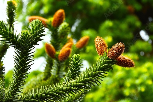 Photography Detail of the branch with male cones of Araucaria araucana (commonly called the