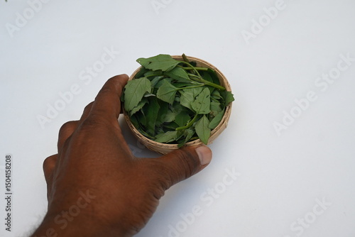 Chenopodium album on white background. It  is a fast growing weedy annual plant in the genus Chenopodium. Its other names  lamb's quarters, melde, goosefoot, wild spinach and fat-hen. popular greens.