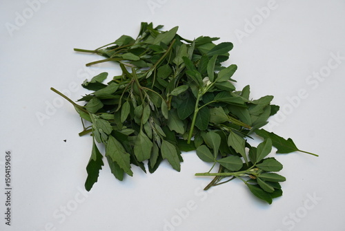 Chenopodium album on white background. It  is a fast growing weedy annual plant in the genus Chenopodium. Its other names  lamb's quarters, melde, goosefoot, wild spinach and fat-hen. popular greens.