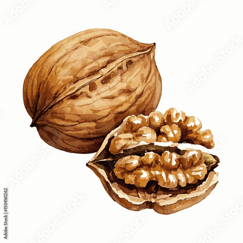 Rustic Veil: Liquid Lobe walnut isolated watercolor vector illustration svg