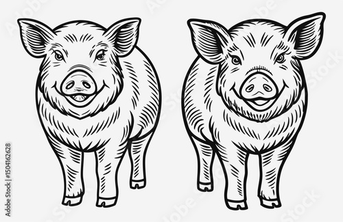 Vintage Ink Drawing of Two Pigs Standing Side by Side