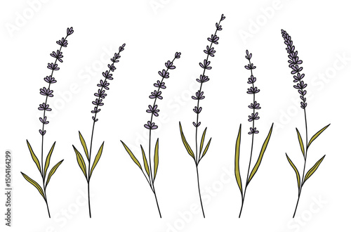 Set of violet lavender flowers with green leaves, black contour on white background. Hand-drawn wildflowers. Wild plants and botanical elements for design projects. Vector illustration