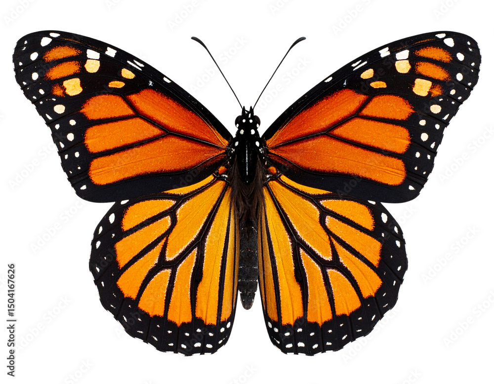 Obraz premium “Realistic Monarch Butterfly with Wings Fully Spread, Top-Down Symmetrical View PNG”