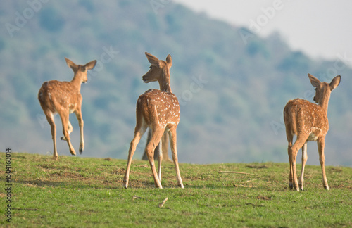 Deers in the wild