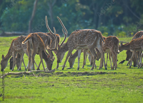 Deers in the wild