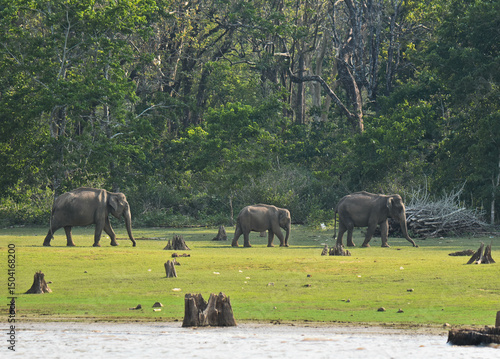 Photography Elephants in the wild