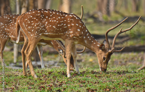 Deers in the wild