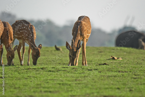 Deers in the wild