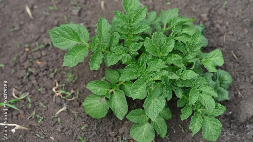 Potato plant growing in the soil Potato plant growing in the soil