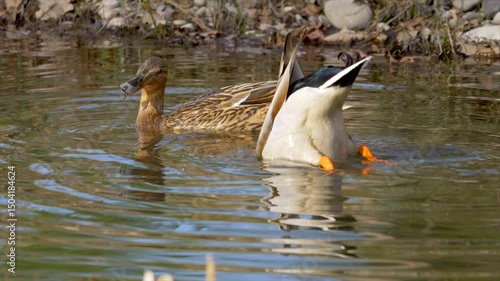 Slow-motion of ducks foraging in the river, creating tranquil ripples in a sunny weather