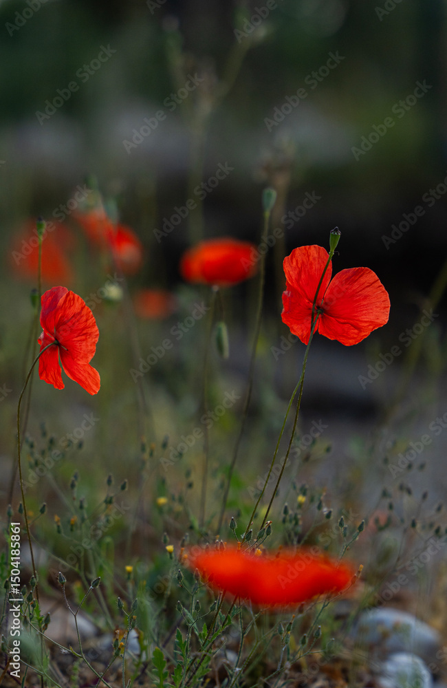 Obraz premium Red poppies on the field on a bright summers day 