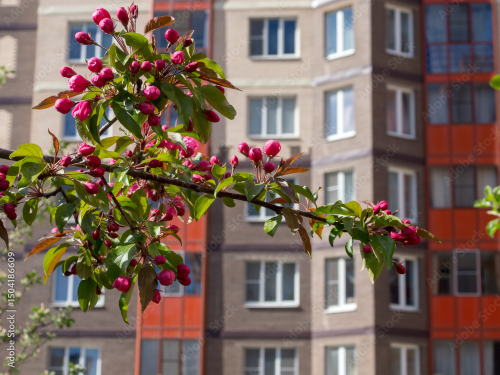 Fototapeta premium flowers on the branches